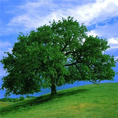 pg电子·模拟器(试玩游戏)手机app下载